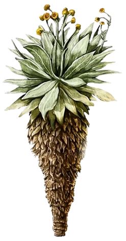 Frailejon paramo de Colombia